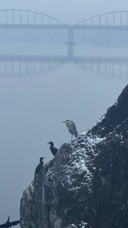 Herons and cormorants on a snow-dusted rock, an arched bridge fading into blue fog