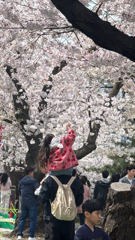 A crowd under cherry blossoms, a child on someone's shoulders in the middle