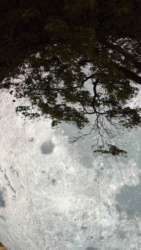 A tree silhouette against the textured surface of the moon