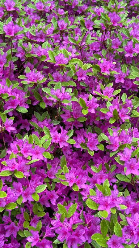 Bright magenta azaleas in full bloom