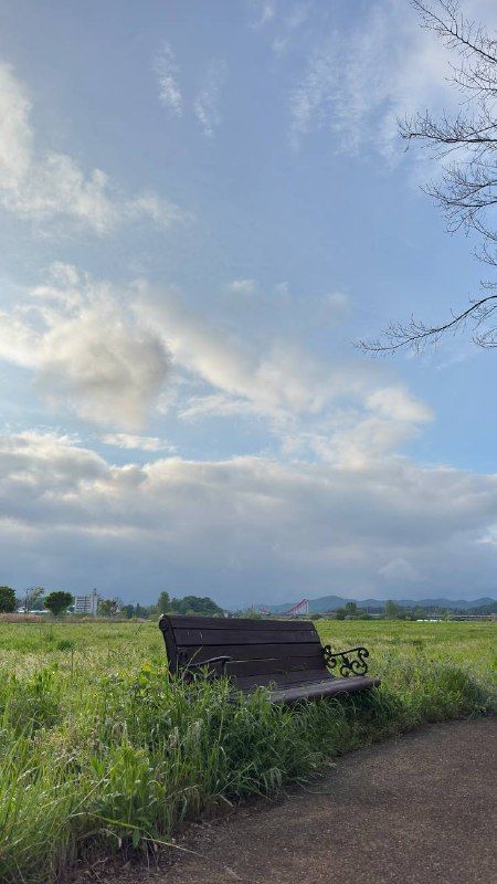 A park bench in tall grass under a pale cloud-streaked sky