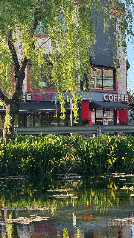 A pond with water plants in front of a café under willow trees