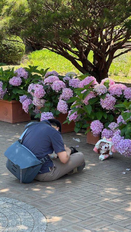 A man crouching to photograph hydrangeas in a garden