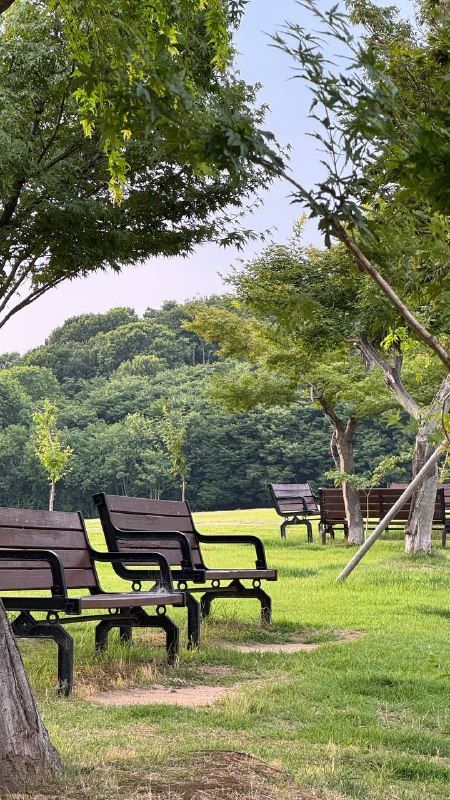 Benches under trees on a green hillside in a park