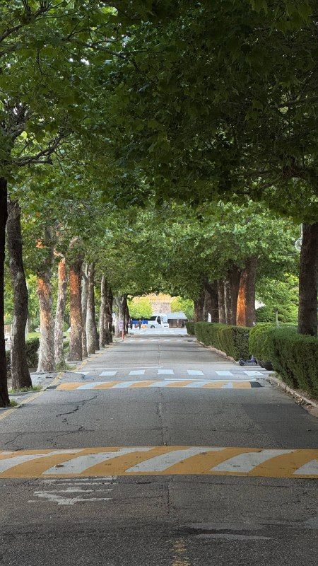 A tree-lined promenade receding into soft morning light