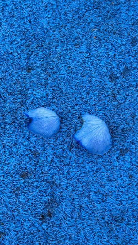 Two pale blue shells resting on blue artificial turf