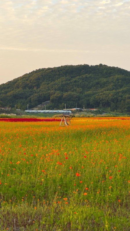 A field of red and orange flowers below a green hill under a pale sky