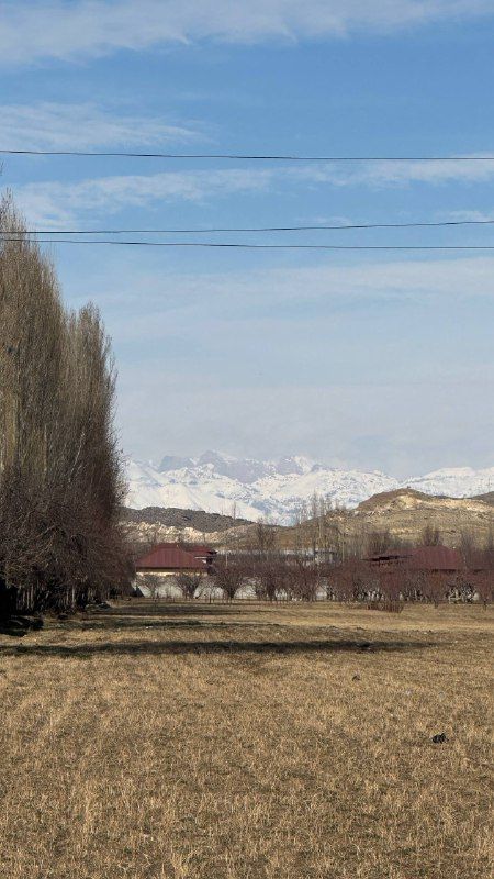A row of tall bare poplars across a dry winter field
