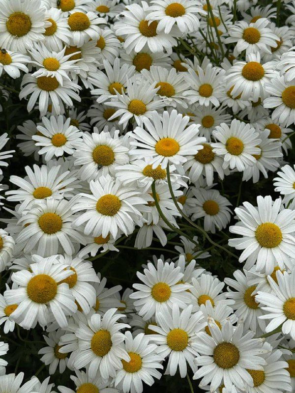 A dense crowd of white daisies with yellow centres
