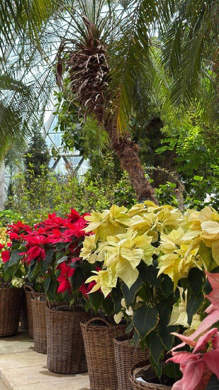 Red and cream poinsettias in baskets under palm fronds